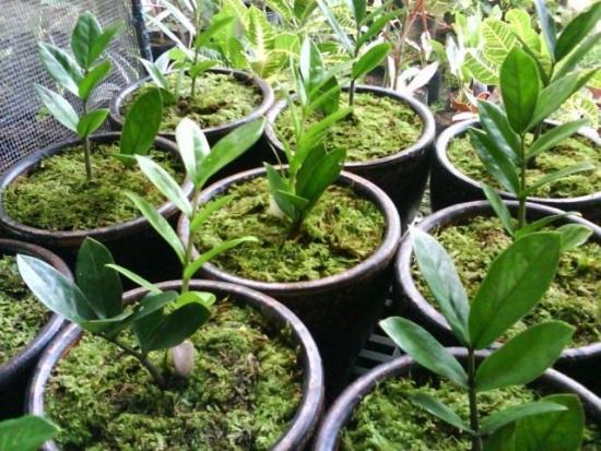 Zamioculcas paljundamine pistikutega