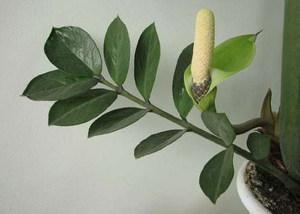 zamioculcas lill