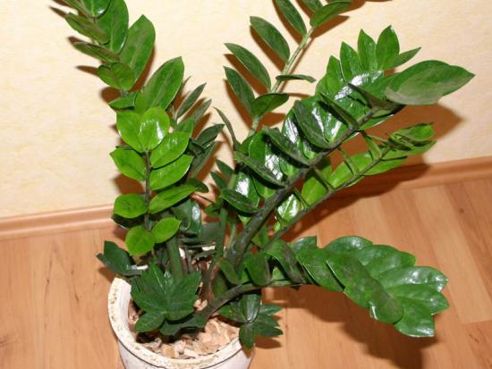 kasvatada zamioculcasid