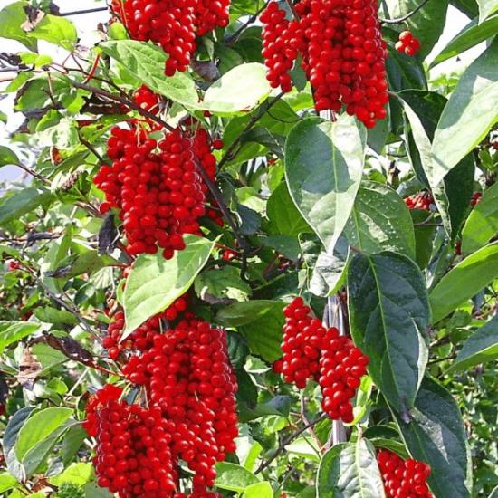 sidrunheina viljad