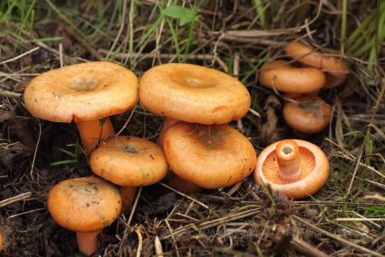 kus ja mis metsas kasvavad safranipiimakübarad?