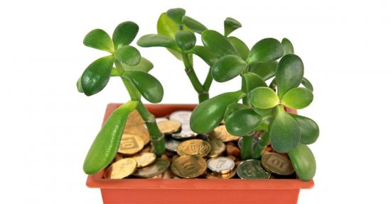 istutada väike Crassula võrse