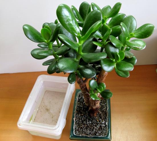 Crassula hooldus