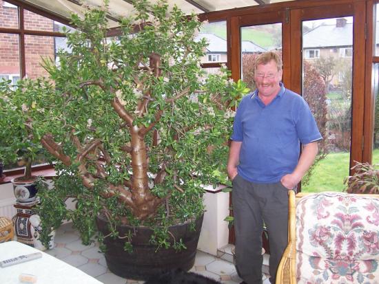 Crassula suurused võivad erineda