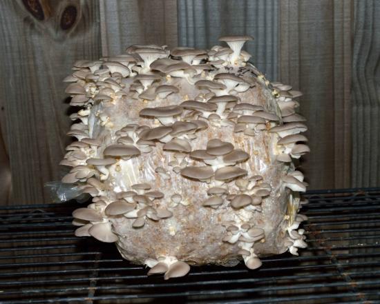 Austerservikute kasvatamine kodus