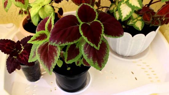 noored coleus taimed