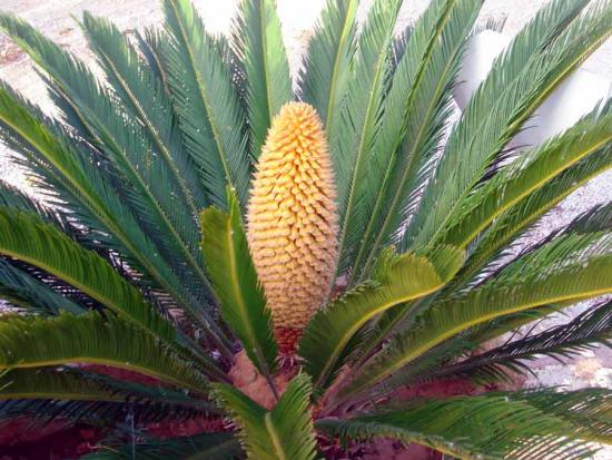 jak kwitnie cycas