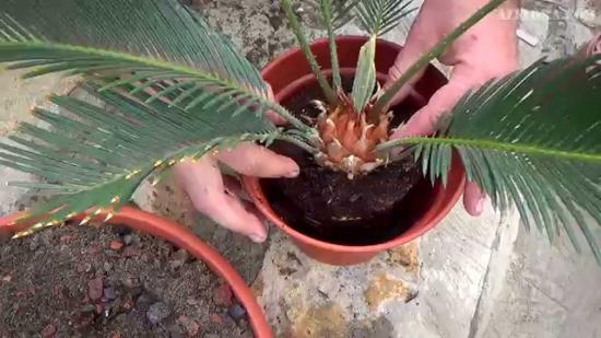 Przeszczep Cycas