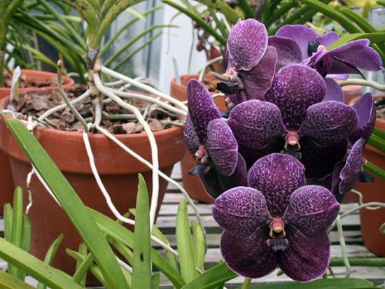 vanda lill