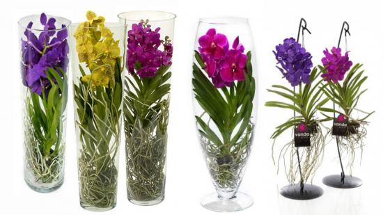Vanda orhideesordid