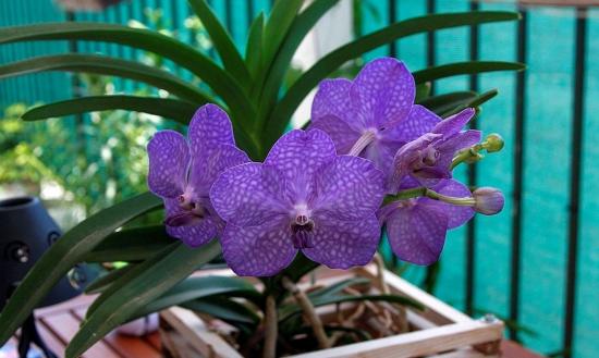 vanda orhidee