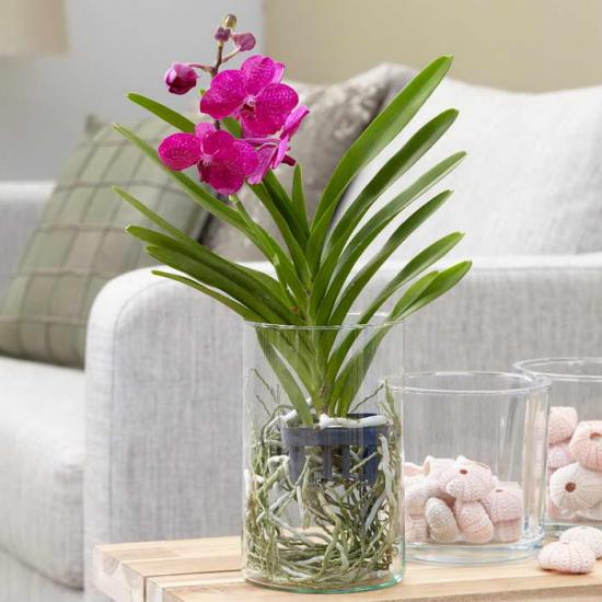 Vanda orhidee õitseb