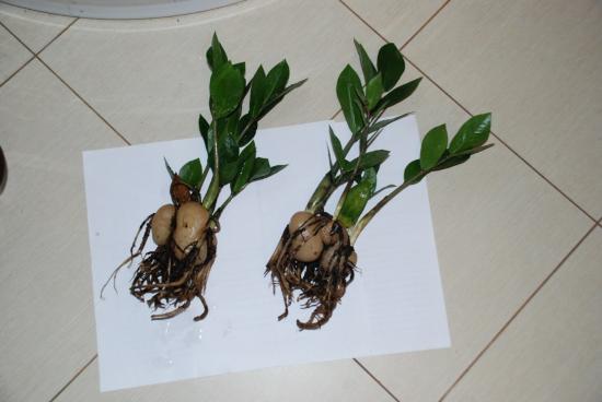 Przeszczep Zamioculcas