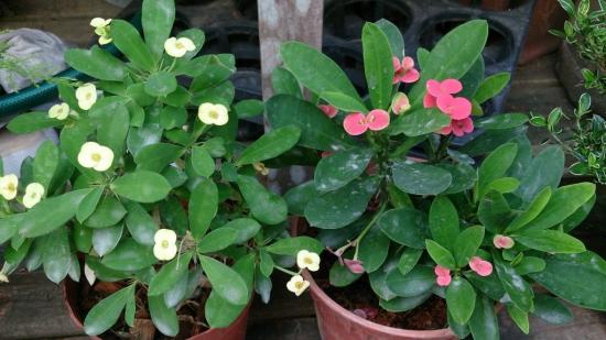 spurge