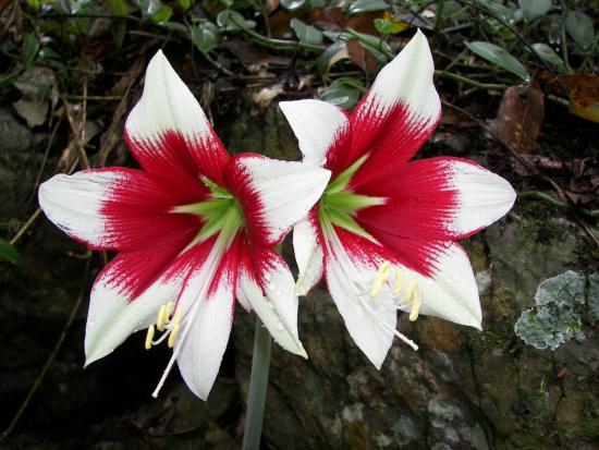 hüperastrum