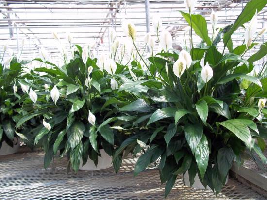 millised on toalillede tüübid, spathiphyllum