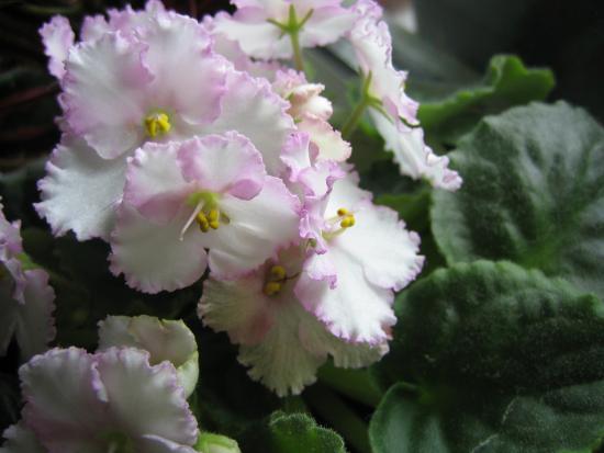 Usambara violetne