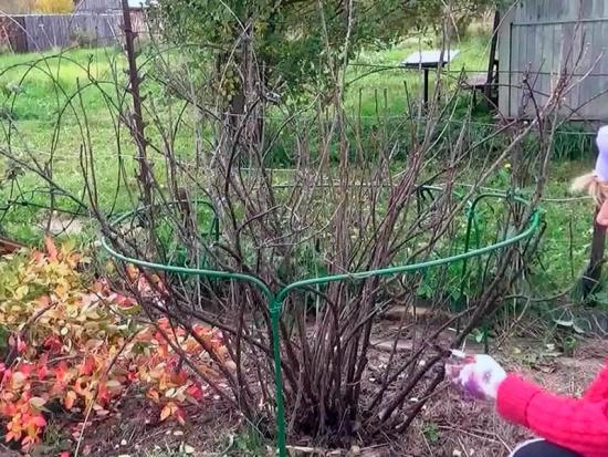 jak przycinać czerwone porzeczki jesienią