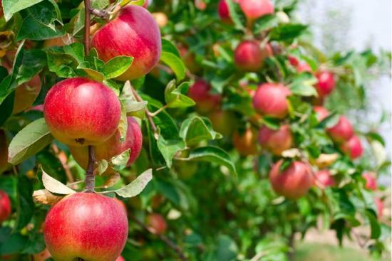 õunapuu produktiivsus vem roosa