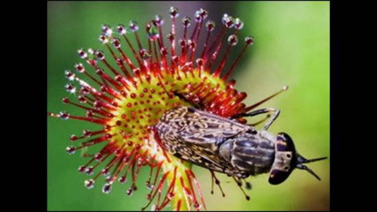 หยาดน้ำค้าง (Drosera)