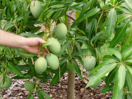 mango vilja