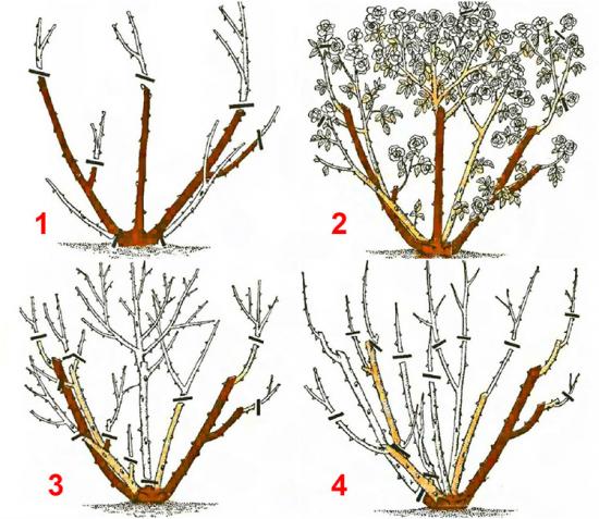 rooside pügamine