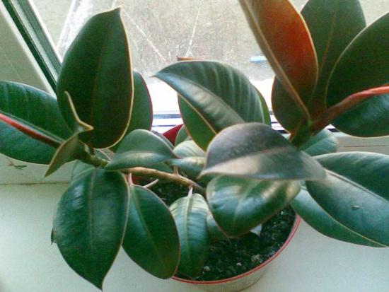 ficus melanie, hooli