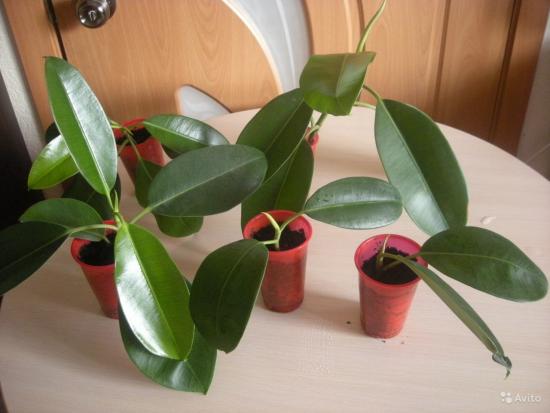 fikuse paljundamine