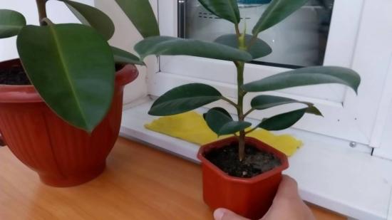 ficus melanie majas