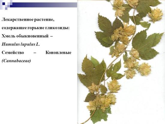 humal kasu ja kahju