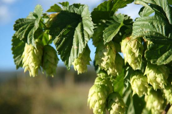 hops