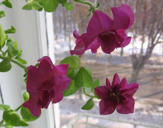 petunia na parapecie zimą