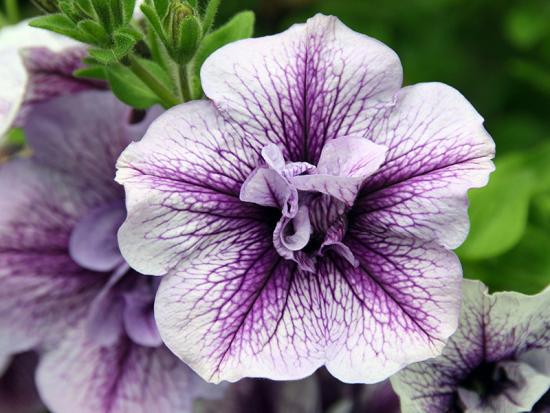 petunia