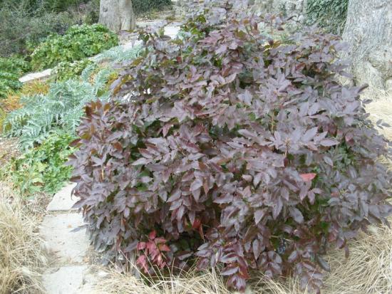 Maglnia Holly