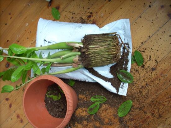 zamioculcas ei kasva, mida teha