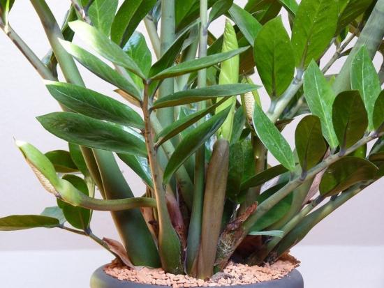 zamioculcas ei kasva, mida teha