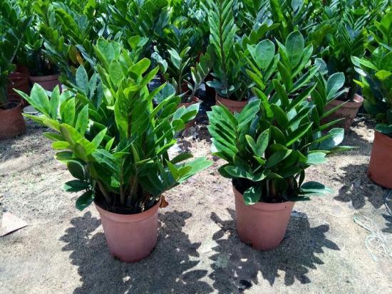 zamioculcas - dollaripuu