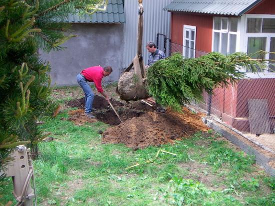 znaki związane z sadzeniem świerków i sosn w pobliżu domu