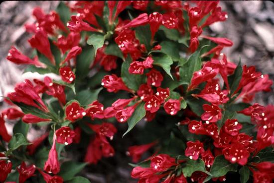 weigela õitsemine