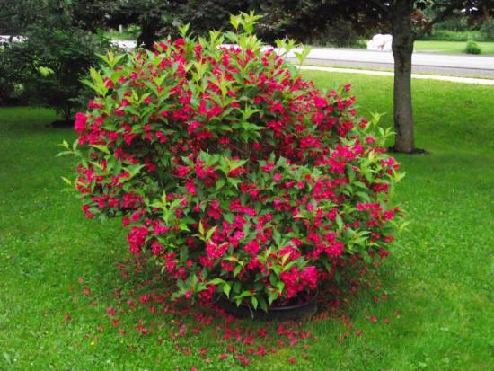weigela maastikukujunduses