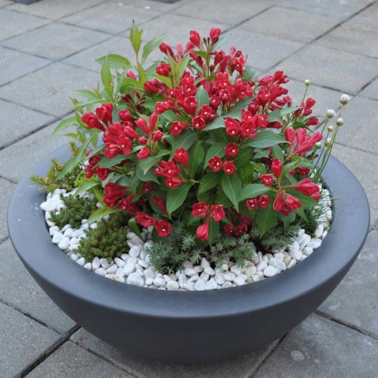 weigela aias