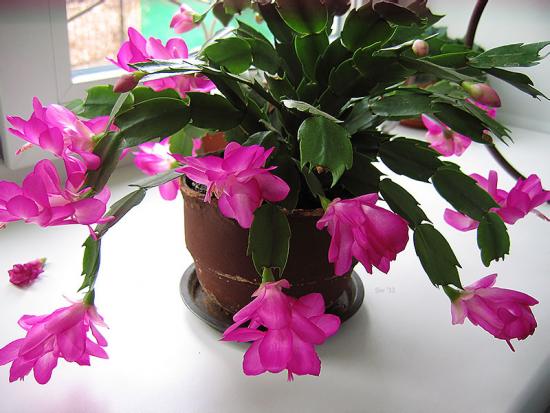 การปลูก zygocactus ในช่วงออกดอก