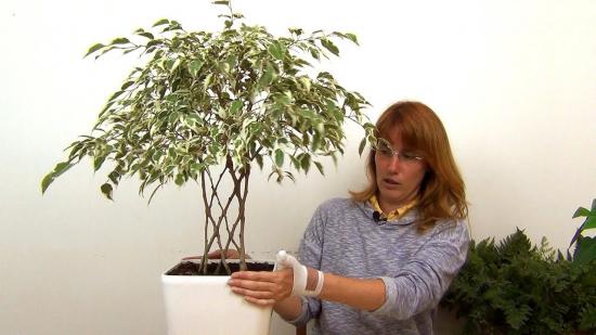 fikuse pügamine