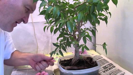 Ficus benjamina hooldus