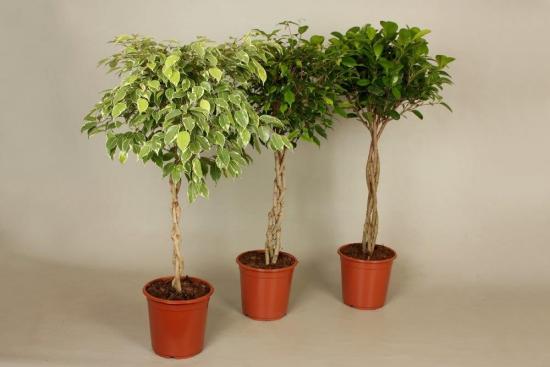 ficus benjamina moodustumine 