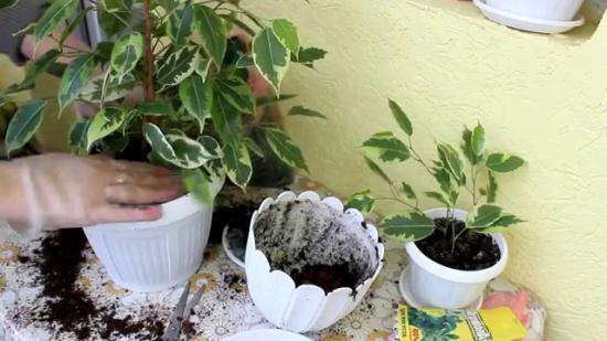 Ficus benjamina hooldus