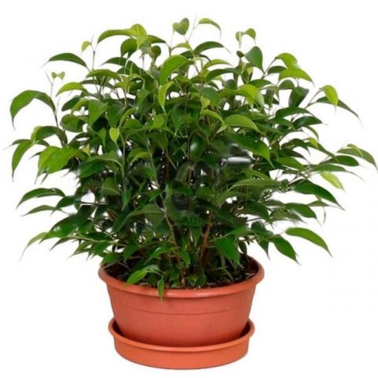 ficus benjamina nataša