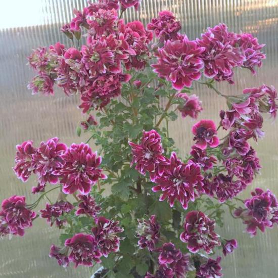 Pelargonium ทอดยาวจากแสงที่ไม่เพียงพอ