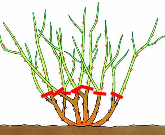 rooside pügamine