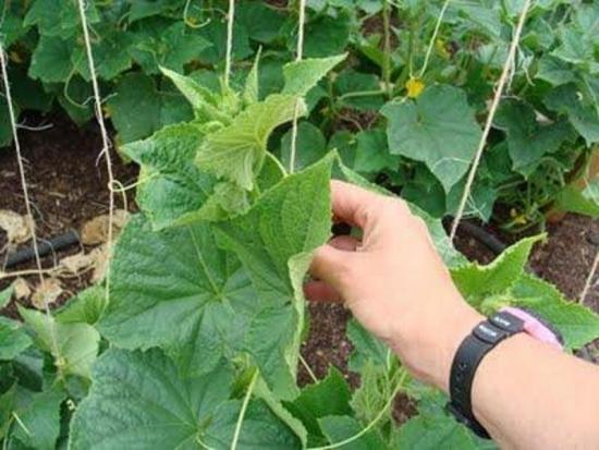 kurkide näpistamine, varre moodustamine